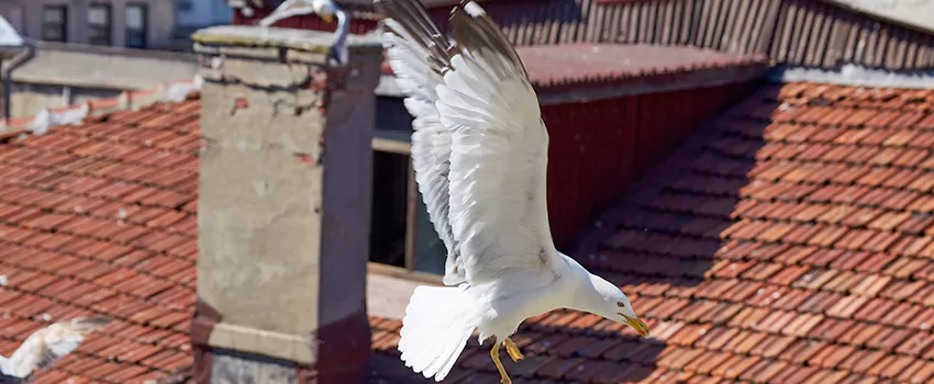 Residential Chimney Animal Removal Solution in East Highland Park, VA
