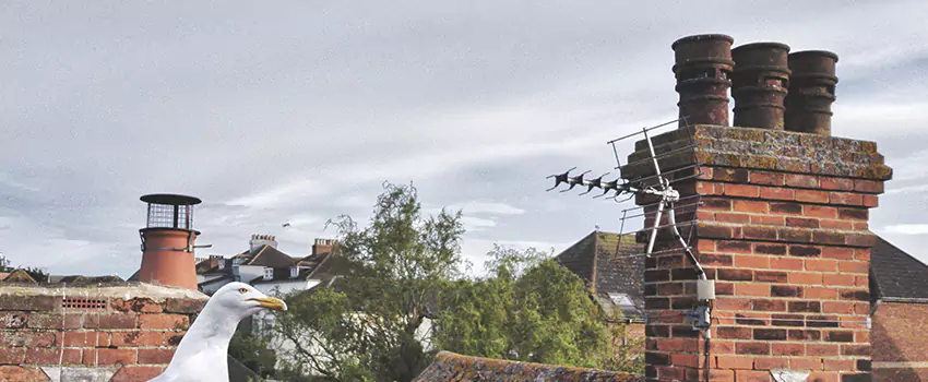 Chimney Cleaning And Restoration in East Highland Park, Virginia